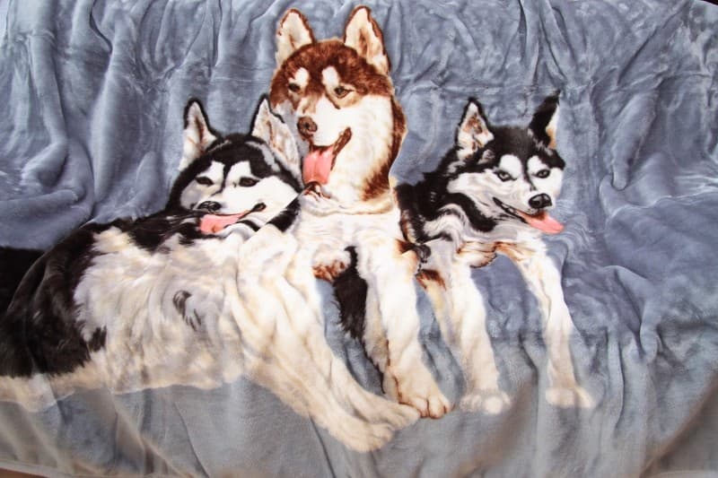 Šedá deka s motivem husky
